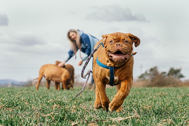 Happy pet playing in a field, representing vibrant animal health at Critter Core.