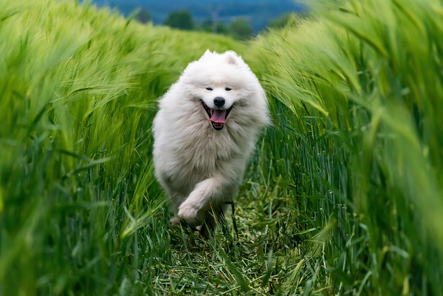 Playful dog in a green field, showcasing vitality from optimal animal health.