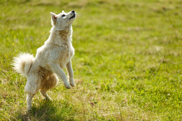 Dog performing a trick, highlighting successful dog training techniques.